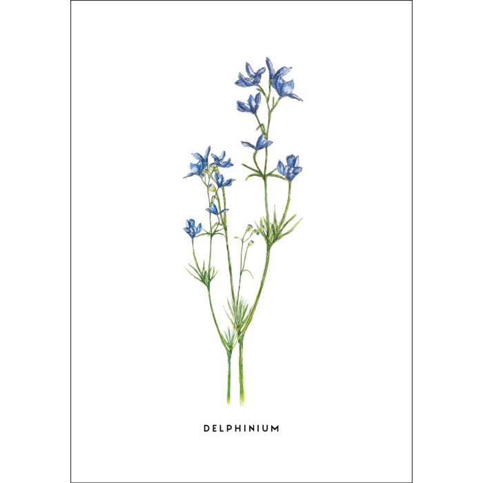 Postcard Flower Delphinium - 10 pieces